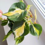 Filodendron / Philodendron hederaceum CREAM SPLASH