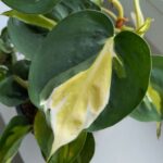 Filodendron / Philodendron hederaceum CREAM SPLASH - obrazek 4