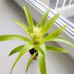 Guzmania Evelien - obrazek 3