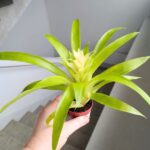 Guzmania Evelien - obrazek 8