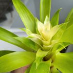 Guzmania Evelien - obrazek 9