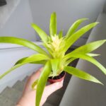 Guzmania Evelien - obrazek 7