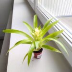 Guzmania Evelien - obrazek 5