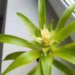 Guzmania Evelien - obrazek 2