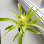 Guzmania Evelien - obrazek 4