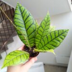 Hoja / Hoya callistophylla KAL16 rozm S - obrazek 5