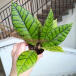 Hoja / Hoya callistophylla KAL16 rozm S - obrazek 4
