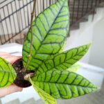 Hoja / Hoya callistophylla KAL 16