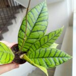 Hoja / Hoya callistophylla KAL16 rozm S - obrazek 2