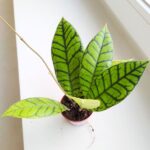 Hoja / Hoya callistophylla KAL16 rozm S - obrazek 8