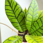 Hoja / Hoya callistophylla KAL16 rozm S - obrazek 7