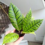Hoja / Hoya callistophylla KAL16 rozm S
