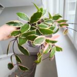 Hoya / Hoja carnosa Flamingo dream L - obrazek 8