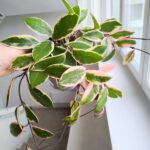 Hoya / Hoja carnosa Flamingo dream L - obrazek 9