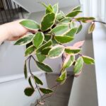 Hoya / Hoja carnosa Flamingo dream L - obrazek 4