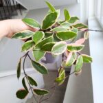 Hoya / Hoja carnosa Flamingo dream L - obrazek 2