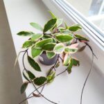 Hoya / Hoja carnosa Flamingo dream L - obrazek 3