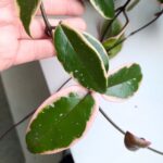 Hoya / Hoja carnosa Flamingo dream L - obrazek 5