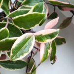 Hoya / Hoja carnosa Flamingo dream L - obrazek 6