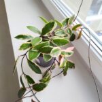 Hoya / Hoja carnosa Flamingo dream L - obrazek 7