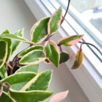 Hoya / Hoja carnosa Flamingo dream L - obrazek 11