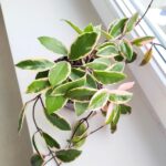 Hoya / Hoja carnosa Flamingo dream L