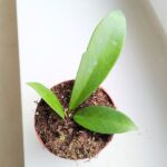 Hoya / Hoja Black Dragon