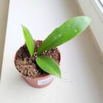 Hoya / Hoja Black Dragon - obrazek 4