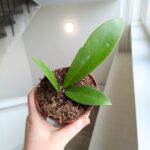 Hoya / Hoja Black Dragon - obrazek 2