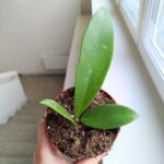 Hoya / Hoja Black Dragon - obrazek 3