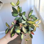 Hoja / Hoya DS 70 Burtoniae Variegata M - obrazek 7