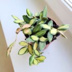 Hoja / Hoya DS 70 Burtoniae variegata don. 12 - obrazek 3