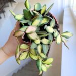 Hoja / Hoya DS 70 Burtoniae variegata don. 12