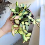 Hoja / Hoya DS 70 Burtoniae variegata don. 12 - obrazek 2