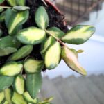 Hoja / Hoya DS 70 Burtoniae variegata don. 12 - obrazek 8