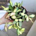 Hoja / Hoya DS 70 Burtoniae variegata don. 12 - obrazek 10
