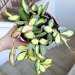 Hoja / Hoya DS 70 Burtoniae variegata don. 12 - obrazek 9