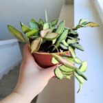 Hoja / Hoya DS 70 Burtoniae variegata don. 12 - obrazek 12