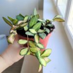 Hoja / Hoya DS 70 Burtoniae variegata don. 12 - obrazek 11