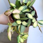 Hoja / Hoya DS 70 Burtoniae variegata don. 12 - obrazek 7