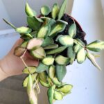 Hoja / Hoya DS 70 Burtoniae variegata don. 12 - obrazek 6