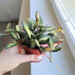 Hoja / Hoya DS 70 Burtoniae Variegata M - obrazek 8