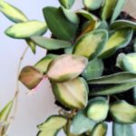 Hoja / Hoya DS 70 Burtoniae variegata don. 12 - obrazek 5