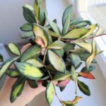 Hoja / Hoya DS 70 Burtoniae Variegata M - obrazek 2