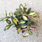 Hoja / Hoya DS 70 Burtoniae Variegata M - obrazek 11