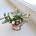 Hoja / Hoya DS 70 Burtoniae Variegata M - obrazek 9