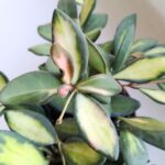 Hoja / Hoya DS 70 Burtoniae Variegata M - obrazek 3