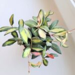 Hoja / Hoya DS 70 Burtoniae Variegata M - obrazek 4