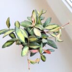 Hoja / Hoya DS 70 Burtoniae Variegata M