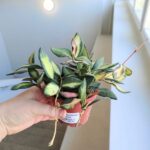 Hoja / Hoya DS 70 Burtoniae Variegata M - obrazek 6